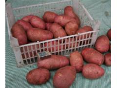 Фото 1 Отборный свежий картофель, г.Жирятино 2015